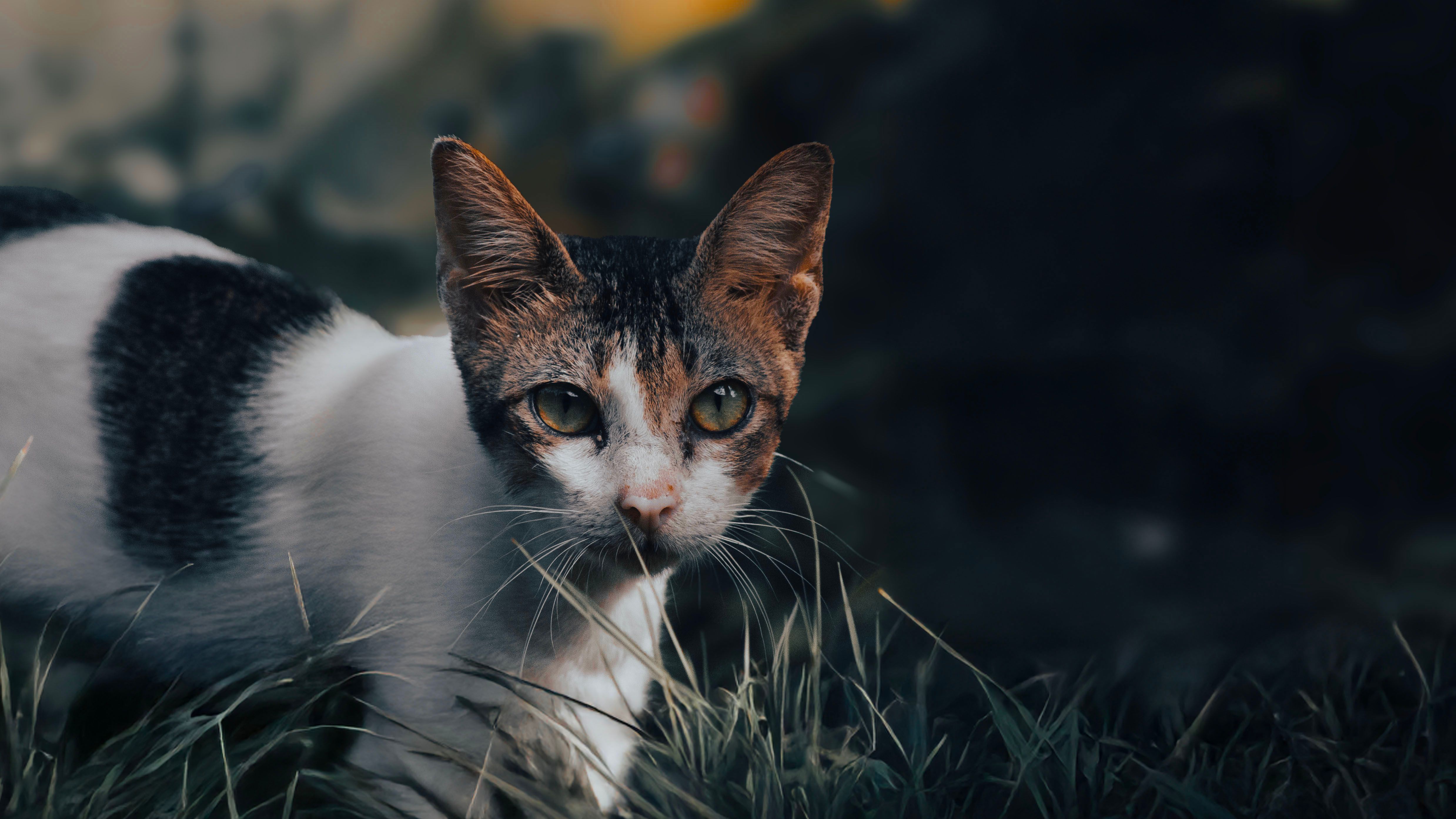 Close-up Shot (Cat)
