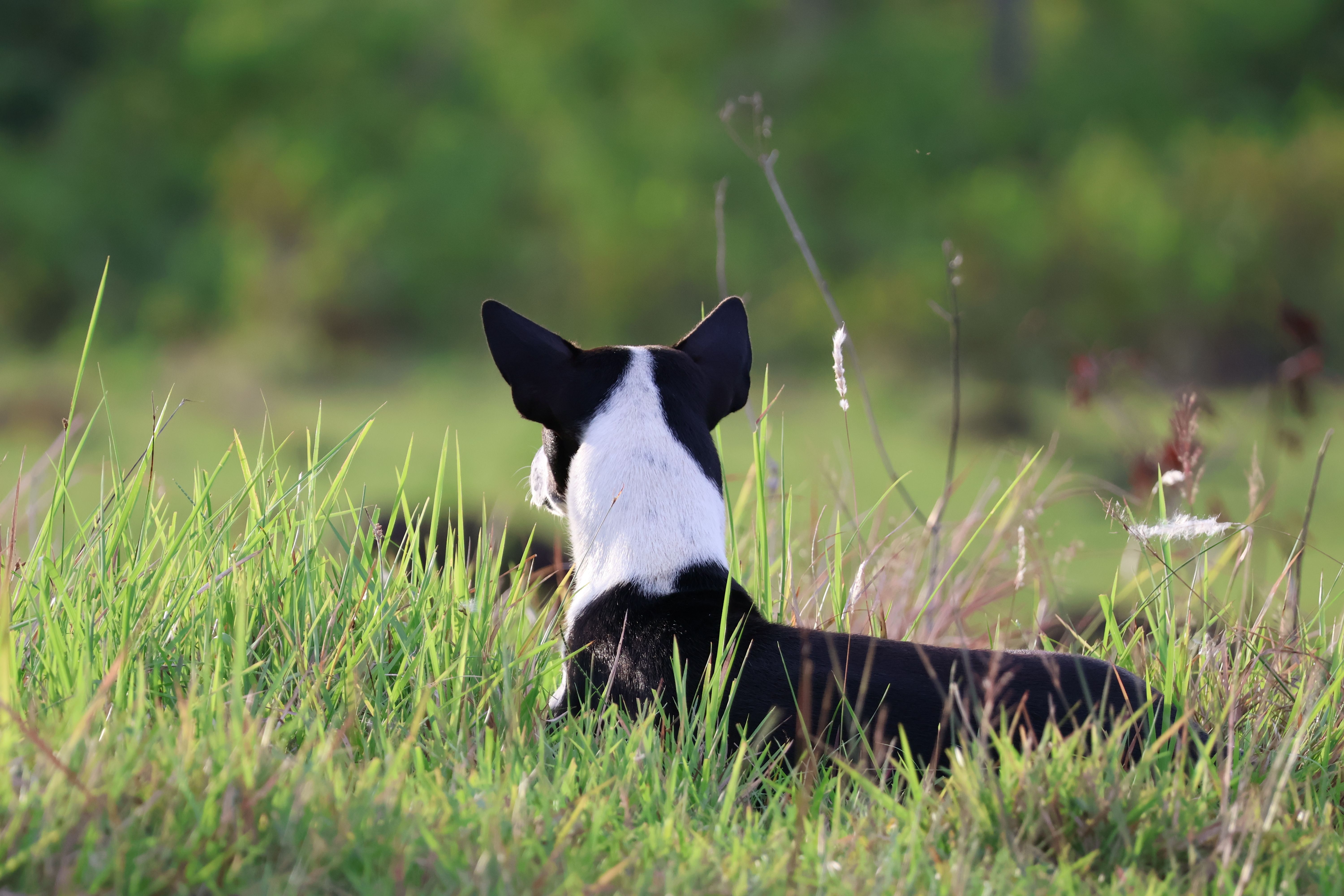 Dog